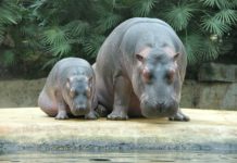 Nilpferde Zoo Antwerpen Corona