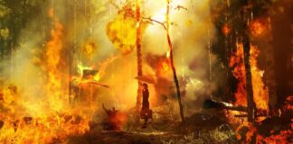 Waldbrände und der grausame Schwindel von einem brennenden Planeten